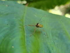 Epidaus sexspinus