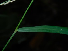 Muhlenbergia tenuiflora