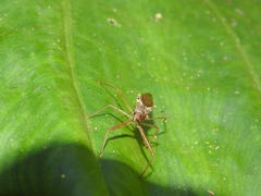 Epidaus sexspinus