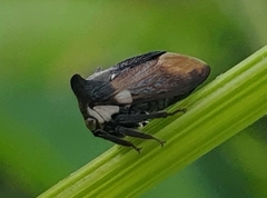 Membracidae