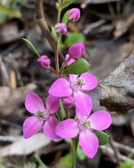 Boronia crenulata