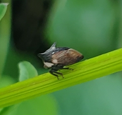 Membracidae