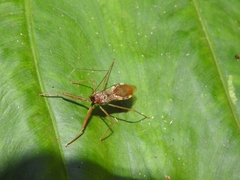 Epidaus sexspinus