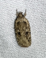 Agonopterix pulvipennella