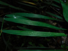 Muhlenbergia tenuiflora