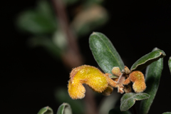 Grevillea chrysophaea
