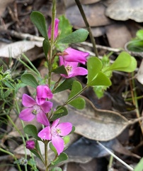Boronia crenulata
