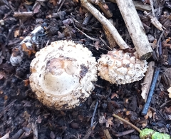 Chlorophyllum brunneum