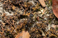 Myrmecia pyriformis