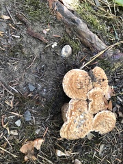 Turbinellus kauffmanii