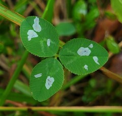 Porphyrosela minuta