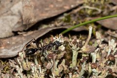 Myrmecia pyriformis