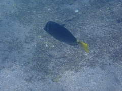 Prionurus laticlavius