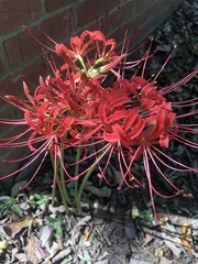 Lycoris