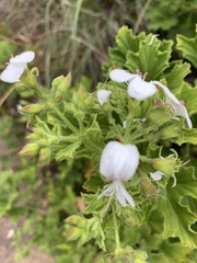 Pelargonium ribifolium