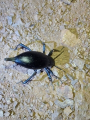 Eleodes armata