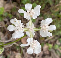 Xanthosia rotundifolia