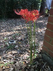Lycoris