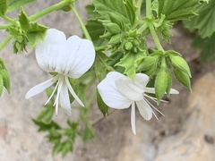 Pelargonium ribifolium