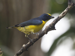 Euphonia laniirostris