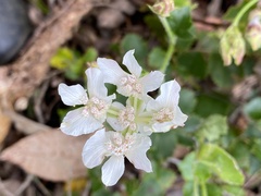 Xanthosia rotundifolia