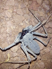 Phrynus operculatus