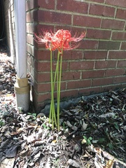 Lycoris