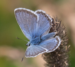 Polyommatus eros