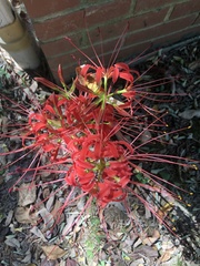 Lycoris