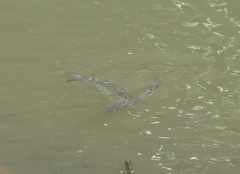 Planiliza subviridis