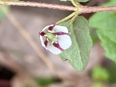 Tremandra diffusa