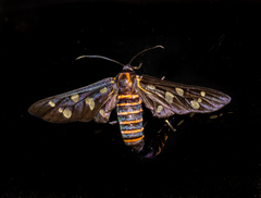Amata passalis