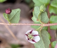 Tremandra diffusa