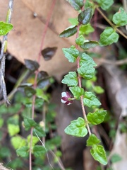 Tremandra diffusa