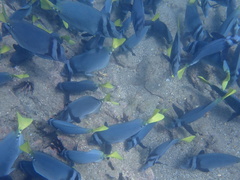 Prionurus laticlavius