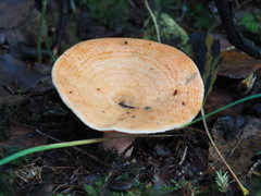 Lactarius