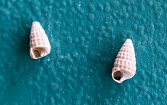 Marshallora nigrocincta