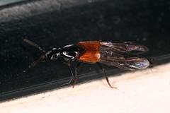 Quedius ochripennis