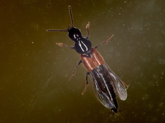 Quedius ochripennis