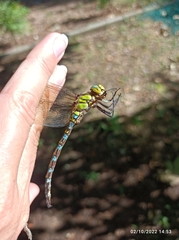 Aeshna cyanea