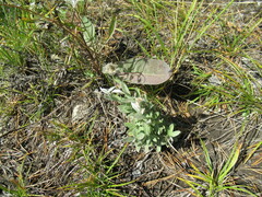Leontopodium leontopodioides