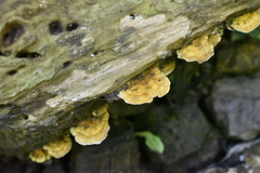 Cerrena zonata