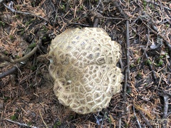 Caloboletus conifericola