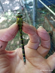 Aeshna cyanea