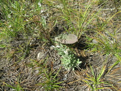 Leontopodium leontopodioides