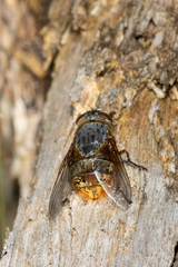Calliphora stygia