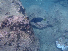 Prionurus laticlavius