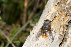 Calliphora stygia