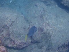 Prionurus laticlavius