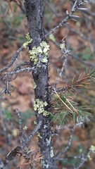 Juniperus communis